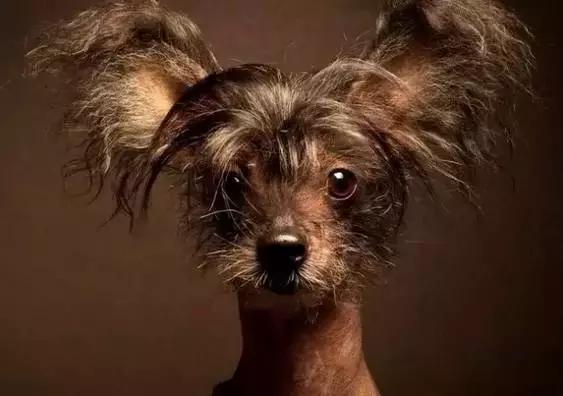 中华田园犬在其他国家是名犬吗,中华田园犬八大名犬国家保护动物