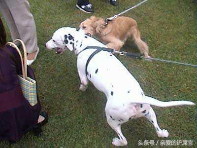 学会这一招狗狗再也不会乱拉乱尿,学会这几招没人再敢欺负你