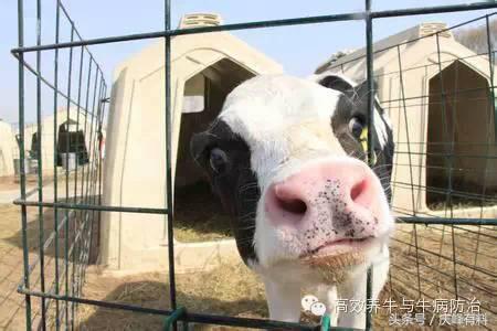 出生犊牛口炎病,只需一招!