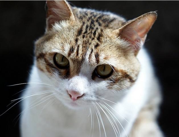 中国本土的猫都有哪些品种,战斗力最强的十种猫