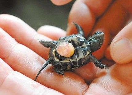 刚出壳的小乌龟怎样养？稚龟饲养注意事项
