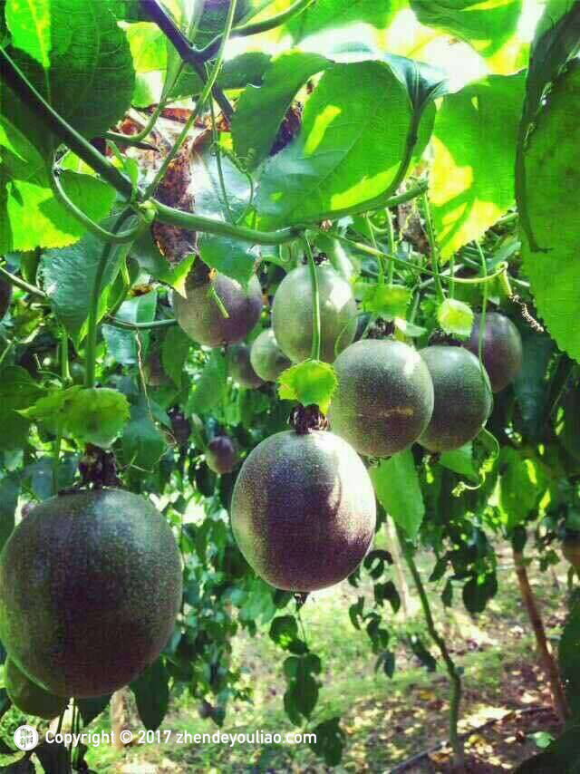 百香果的果子能吃吗,百香果树的果能吃吗