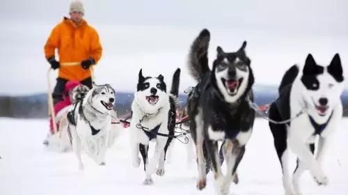 哈士奇刷新了我对二哈的认知,这只哈士奇颠覆了我对二哈的看法