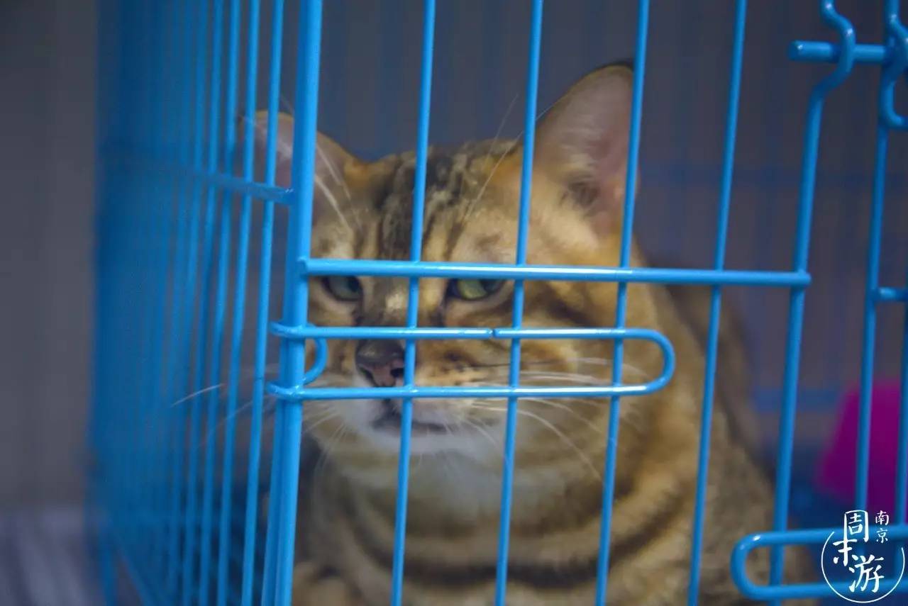 逛各种花鸟市场,南京花鸟鱼虫市场失火