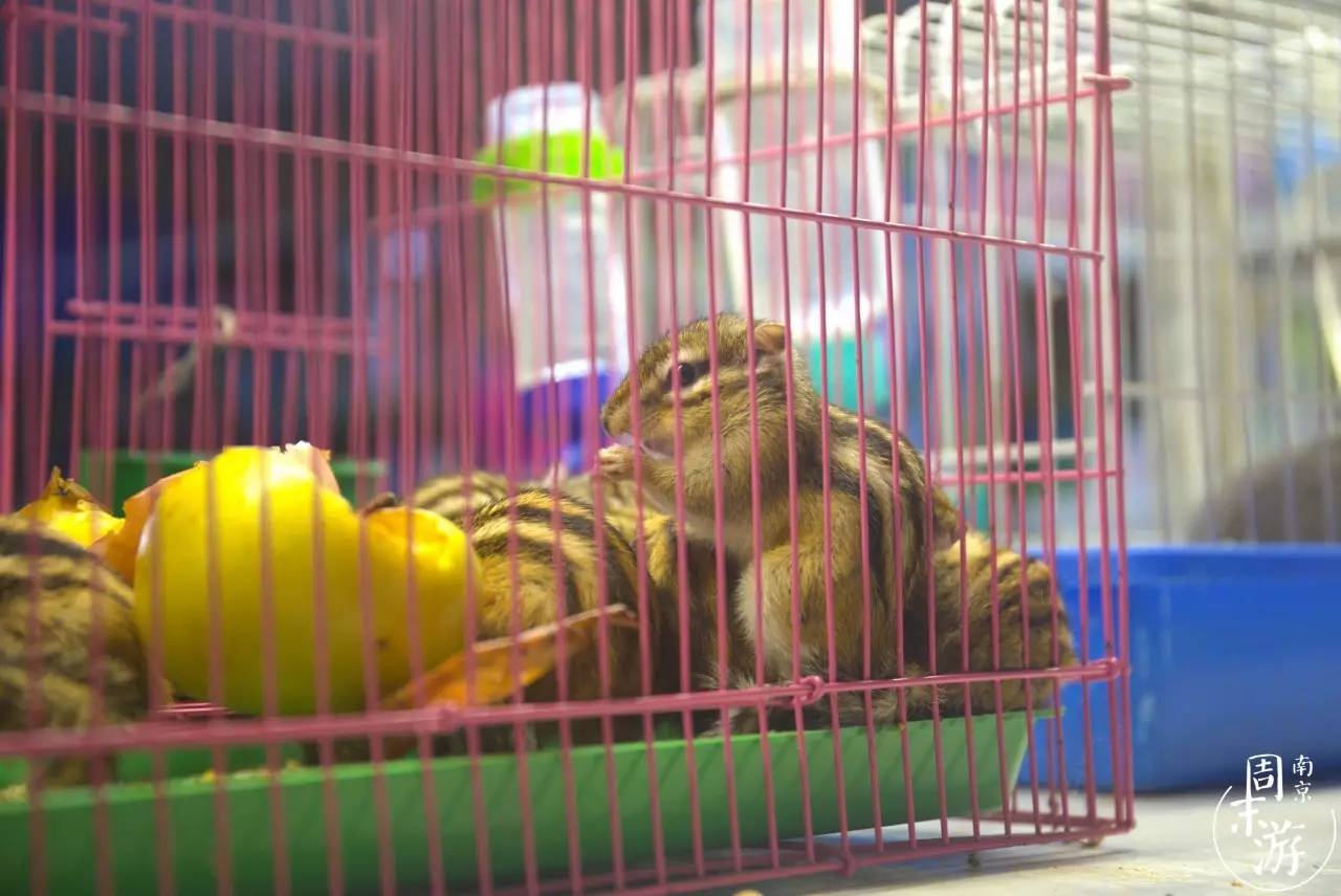 逛各种花鸟市场,南京花鸟鱼虫市场失火