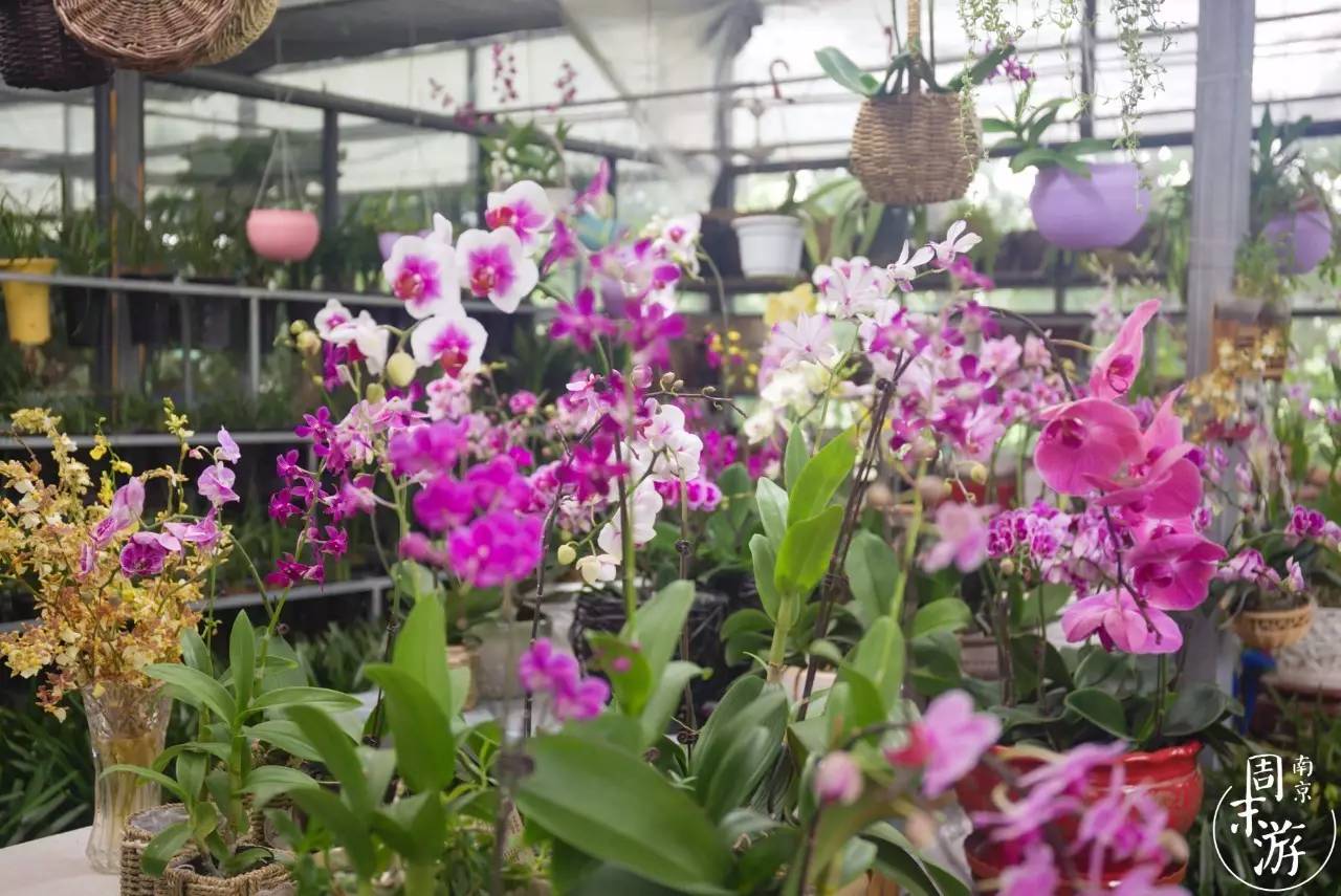 逛南京花卉市场视频,南京夫子庙花鸟鱼虫市场