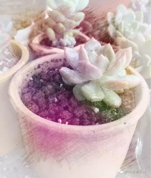 11岁小肉友的投稿：当多肉遇见盛夏的那场雨