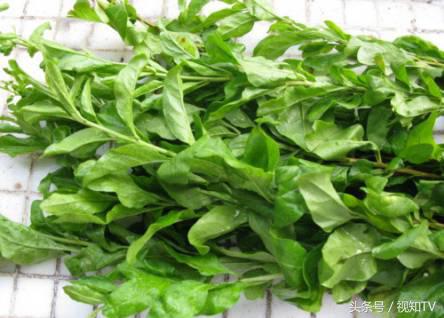 枸杞中年人标配,为什么说枸杞是中年男人必备