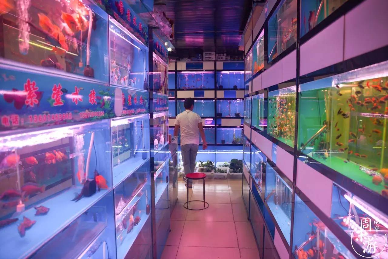 逛南京花卉市场视频,南京夫子庙花鸟鱼虫市场