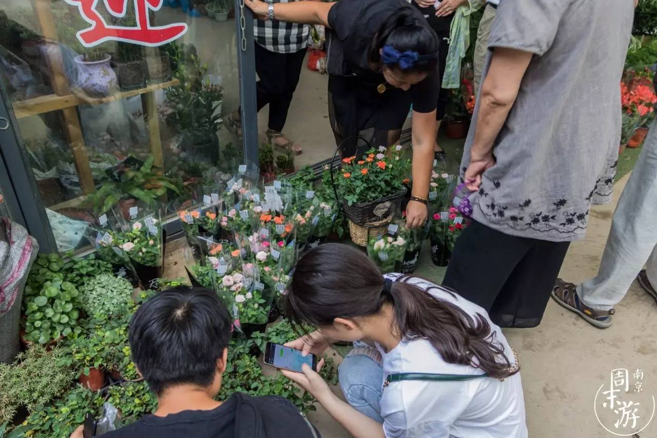 南京的花鸟市场在什么地方,南京夫子庙花鸟鱼虫市场