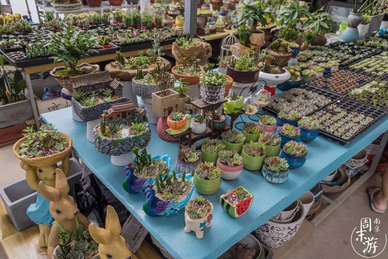 逛花鸟鱼虫市场的视频,南京花鸟鱼虫市场