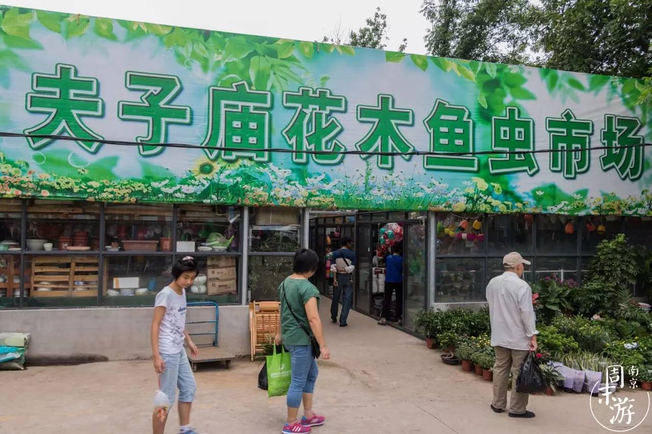 南京花鸟鱼虫市场,逛遍市场