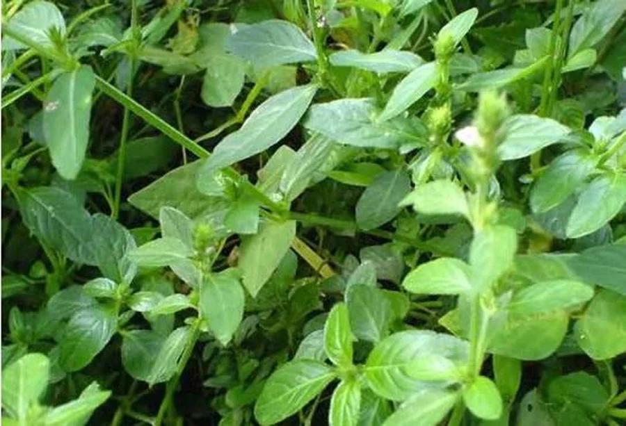 潮汕青草药书大全,潮汕青草药使用大全