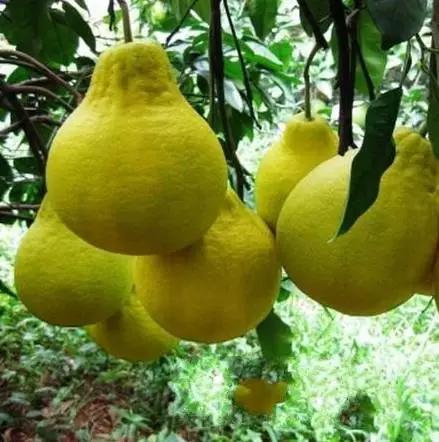 澶╀笅璞℃妫嬪瓙,澶╀笅璞℃妫嬭氨澶у叏