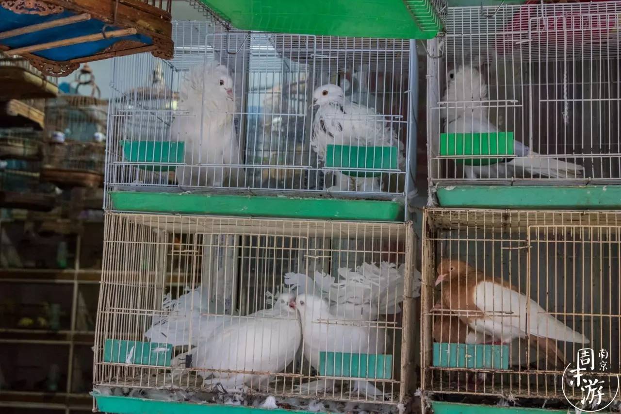 逛花鸟鱼虫市场的视频,逛各种花鸟市场