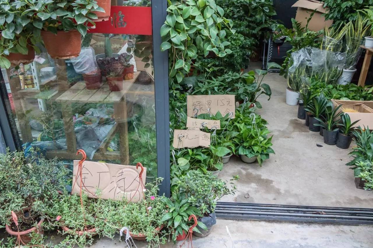 逛南京花卉市场视频,南京夫子庙花鸟鱼虫市场