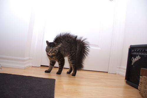 有哪些办法可以缓解母猫发情和停止母猫发情，有哪些利弊？