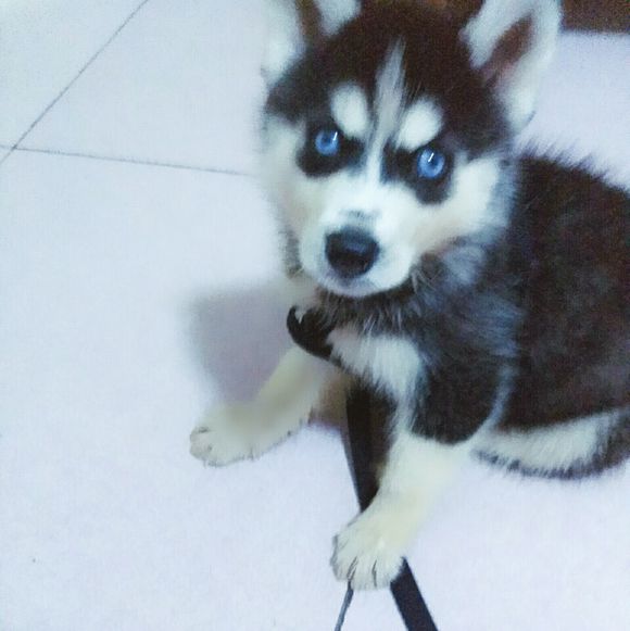 哈士奇幼犬得细小还救吗,哈士奇幼犬得细小是什么样的