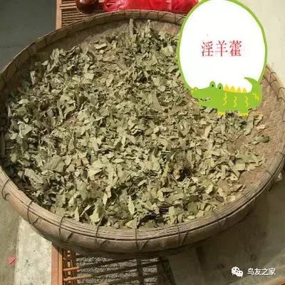 画眉饲料配方制作比例,土画眉饲料配方营养含量