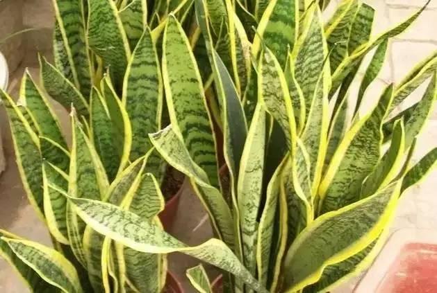 新装修的房子什么植物可以去甲醛,植物吸甲醛好还是活性炭吸甲醛好