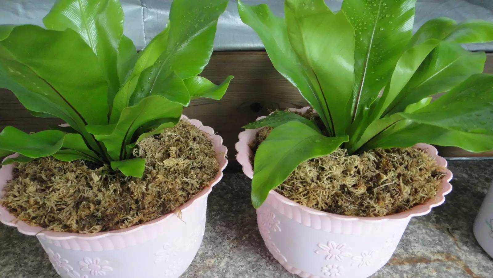 花卉枝插类型有哪些,养殖技术哪些花卉适合用叶插法