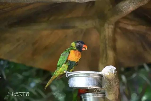 最美的女童海南,最美的小女生去游乐场玩