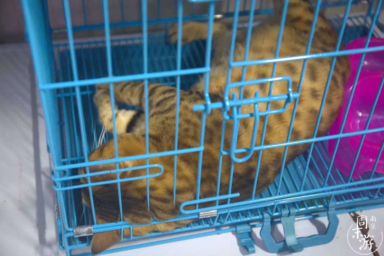 南京市最大的花鸟鱼虫市场在哪里,逛花鸟鱼虫市场的视频