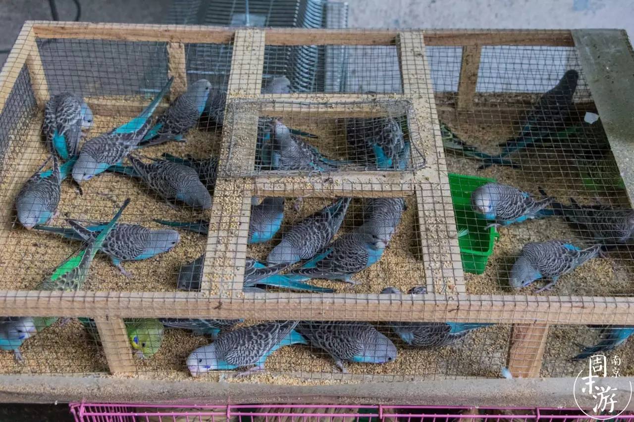 逛遍整个南京城,南京的花鸟市场在什么地方