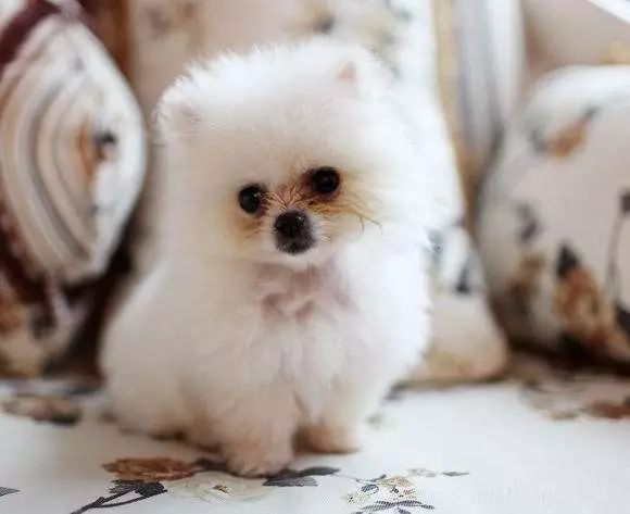 狗狗有泪痕怎么办？六大方案教您一秒解决！