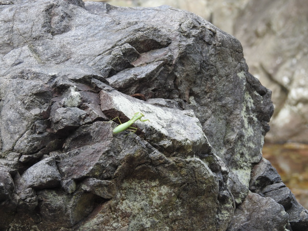 「雪球自然观察」螳螂跳水记