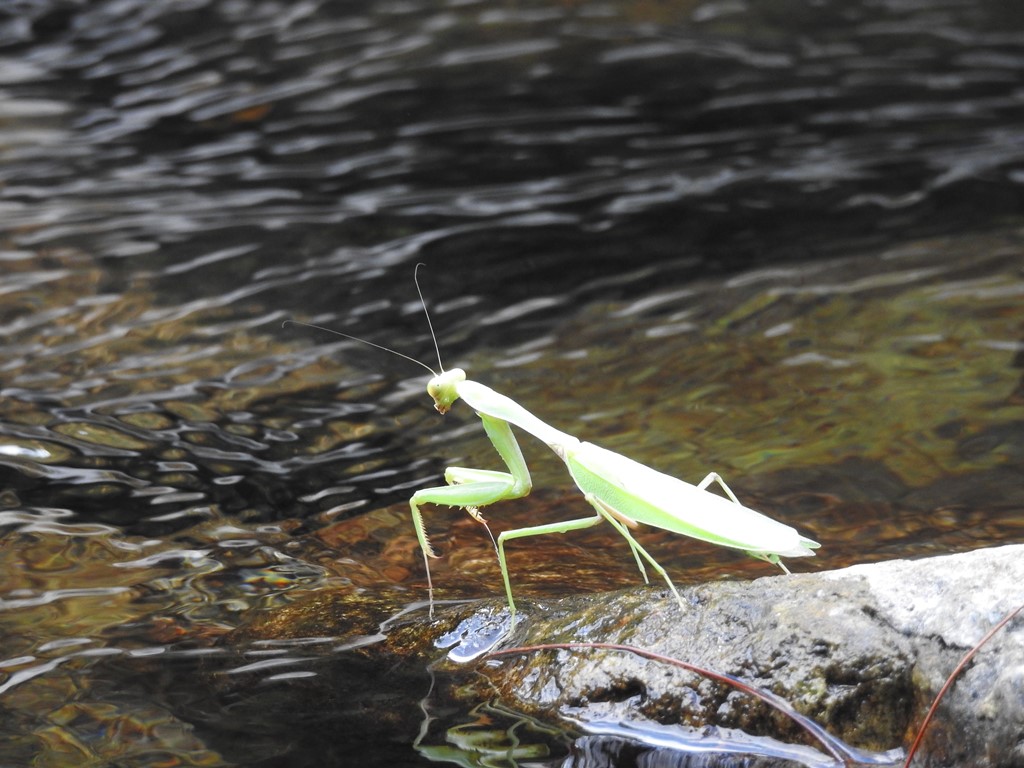 「雪球自然观察」螳螂跳水记