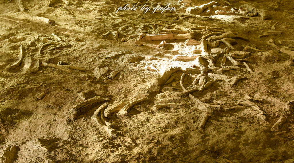 中国被称为恐龙之乡的地方在哪,哪里被誉为中国北方恐龙之乡