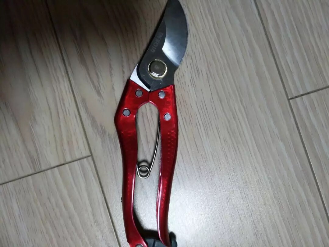 上山挖盆景树桩注意事项,山上挖什么树桩做盆景好呢