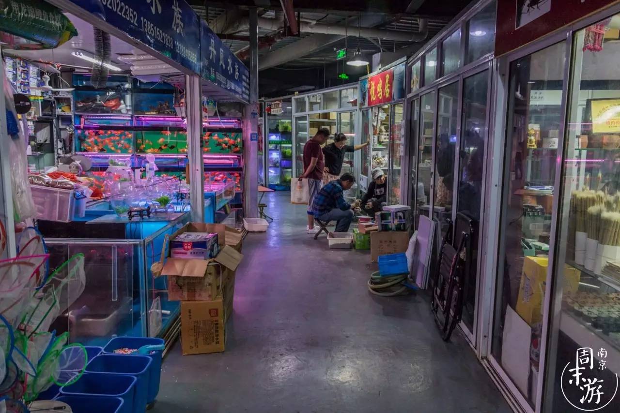 南京夫子庙花鸟鱼虫市场,南京花鸟鱼虫市场