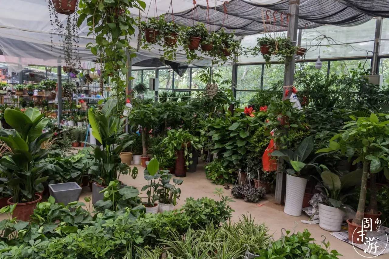 逛花鸟鱼虫市场的视频,南京花鸟鱼虫市场