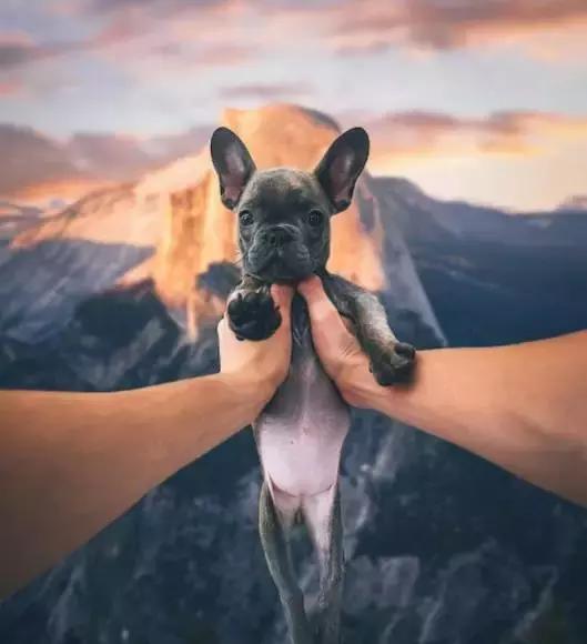 致狗狗的最后一封信,致养狗主人的一封信