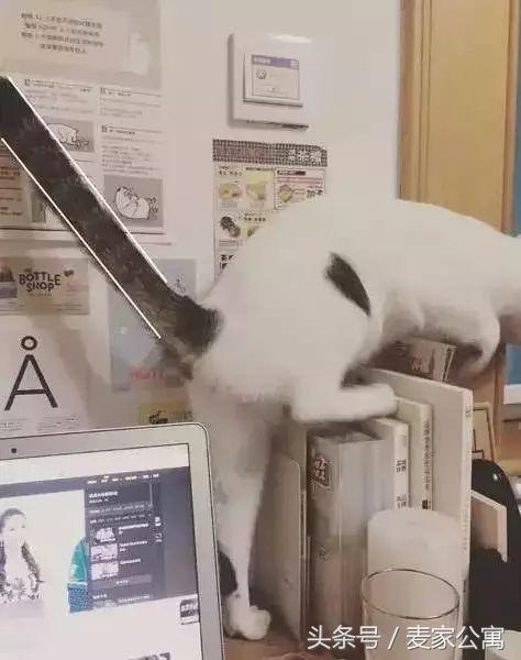 单身独居女青年,必备租房布置攻略