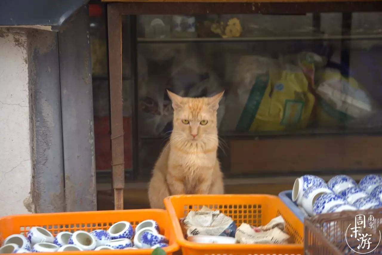逛各种花鸟市场,南京花鸟鱼虫市场失火