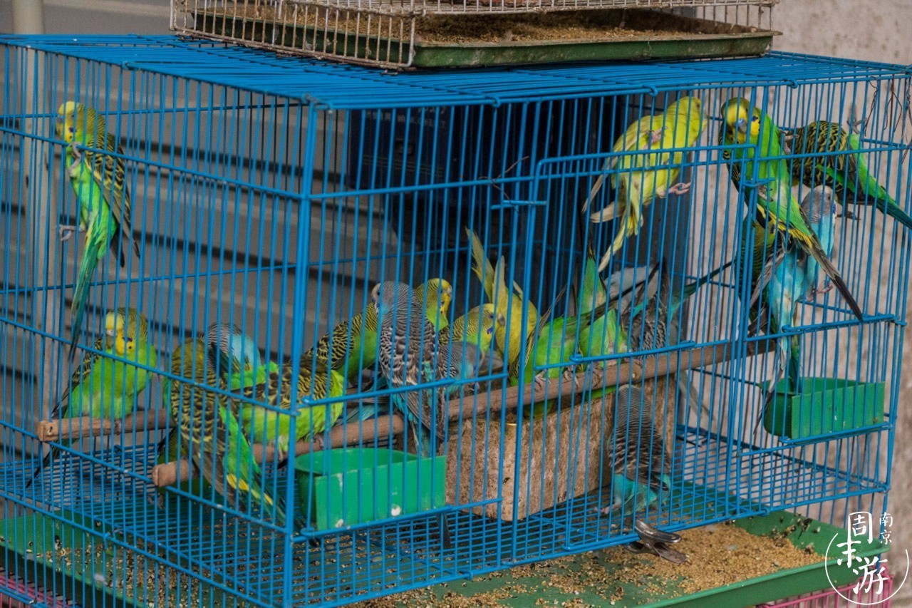 逛遍整个南京城,南京的花鸟市场在什么地方