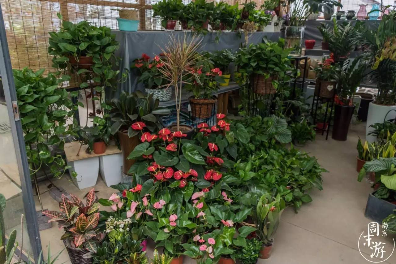 逛南京花卉市场视频,南京夫子庙花鸟鱼虫市场