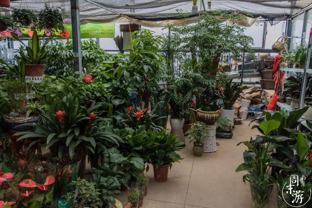 逛花鸟鱼虫市场的视频,南京花鸟鱼虫市场