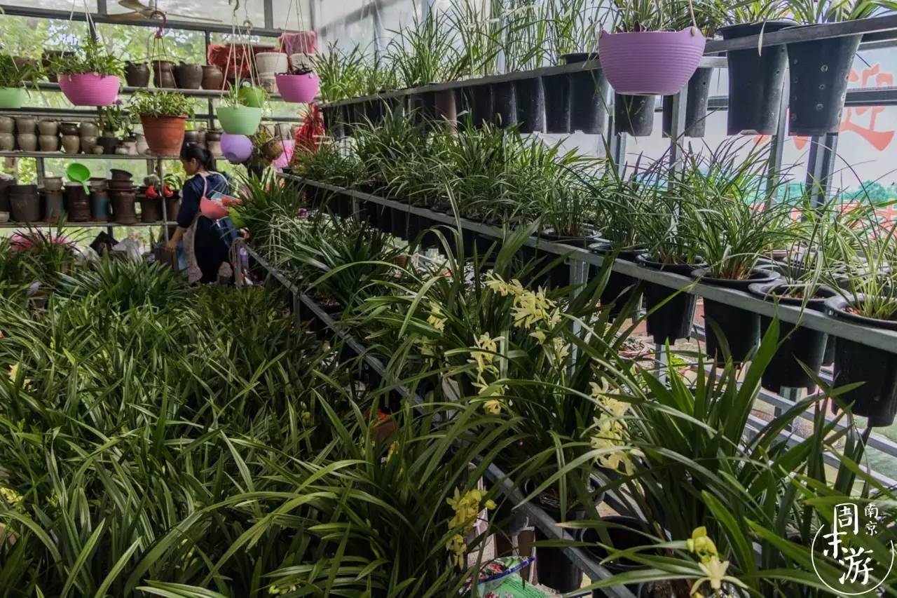 逛南京花卉市场视频,南京夫子庙花鸟鱼虫市场