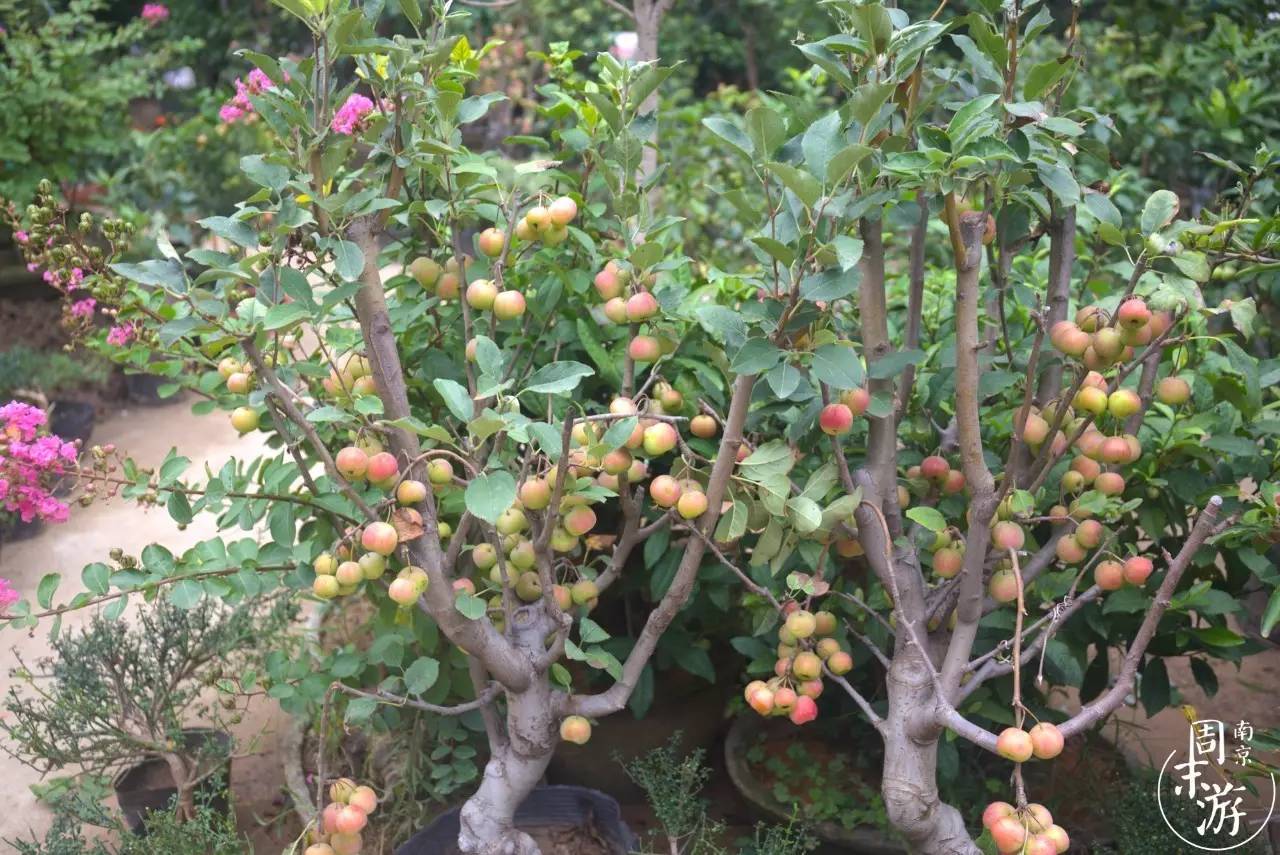 南京市最大的花鸟鱼虫市场在哪里,逛花鸟鱼虫市场的视频