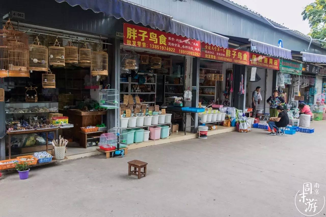 逛南京花卉市场视频,南京夫子庙花鸟鱼虫市场