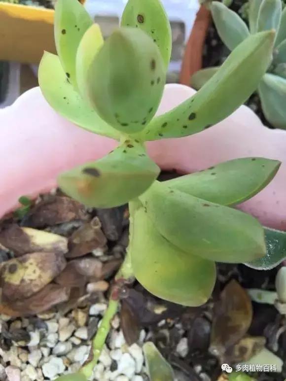 多肉菌类病怎么治,多肉的病虫草害主要有哪些