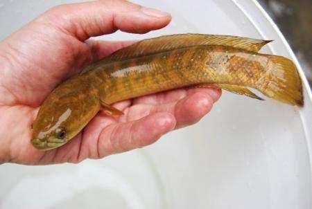 马桶堵了拿泥鳅管用不,马桶堵了用手电钻疏通