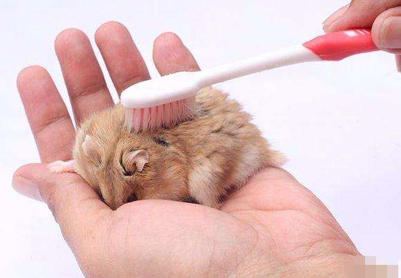 新手养仓鼠注意事项仓鼠寿命,仓鼠的寿命大概有多长时间呢