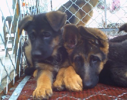 狗接生教程视频,狗狗幼崽人工喂养