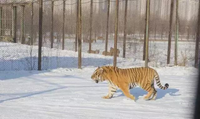 初冬掠影,哈尔滨的冬日魅力