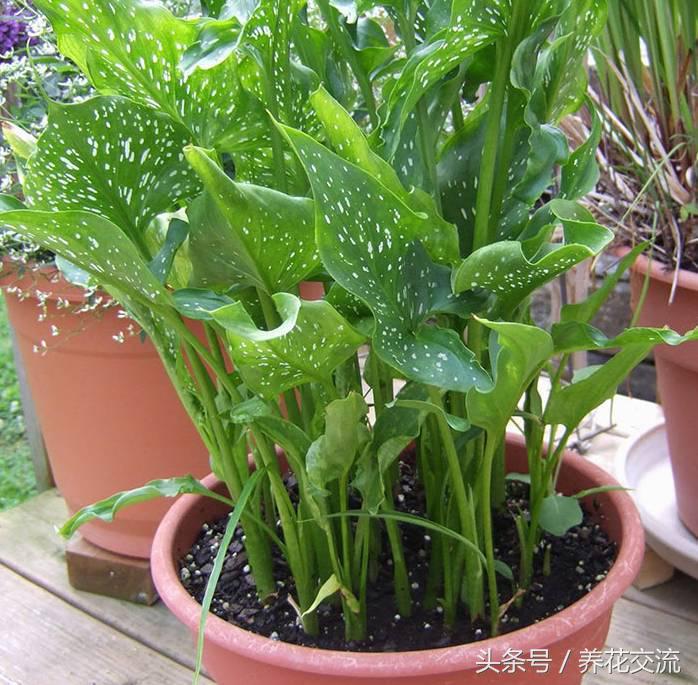 在室内养一些彩虹般的马蹄莲，每天看着心情都会变好